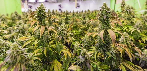 Le meilleur site chanvre : notre sélection des incontournables